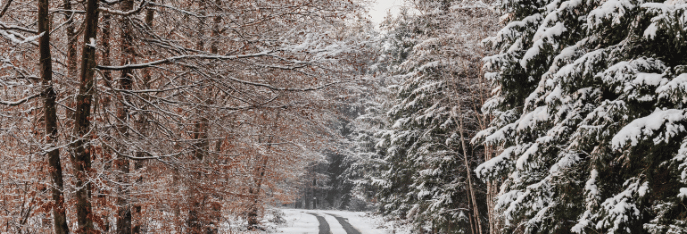 winter boswandeling