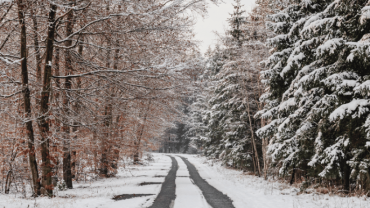 winter boswandeling